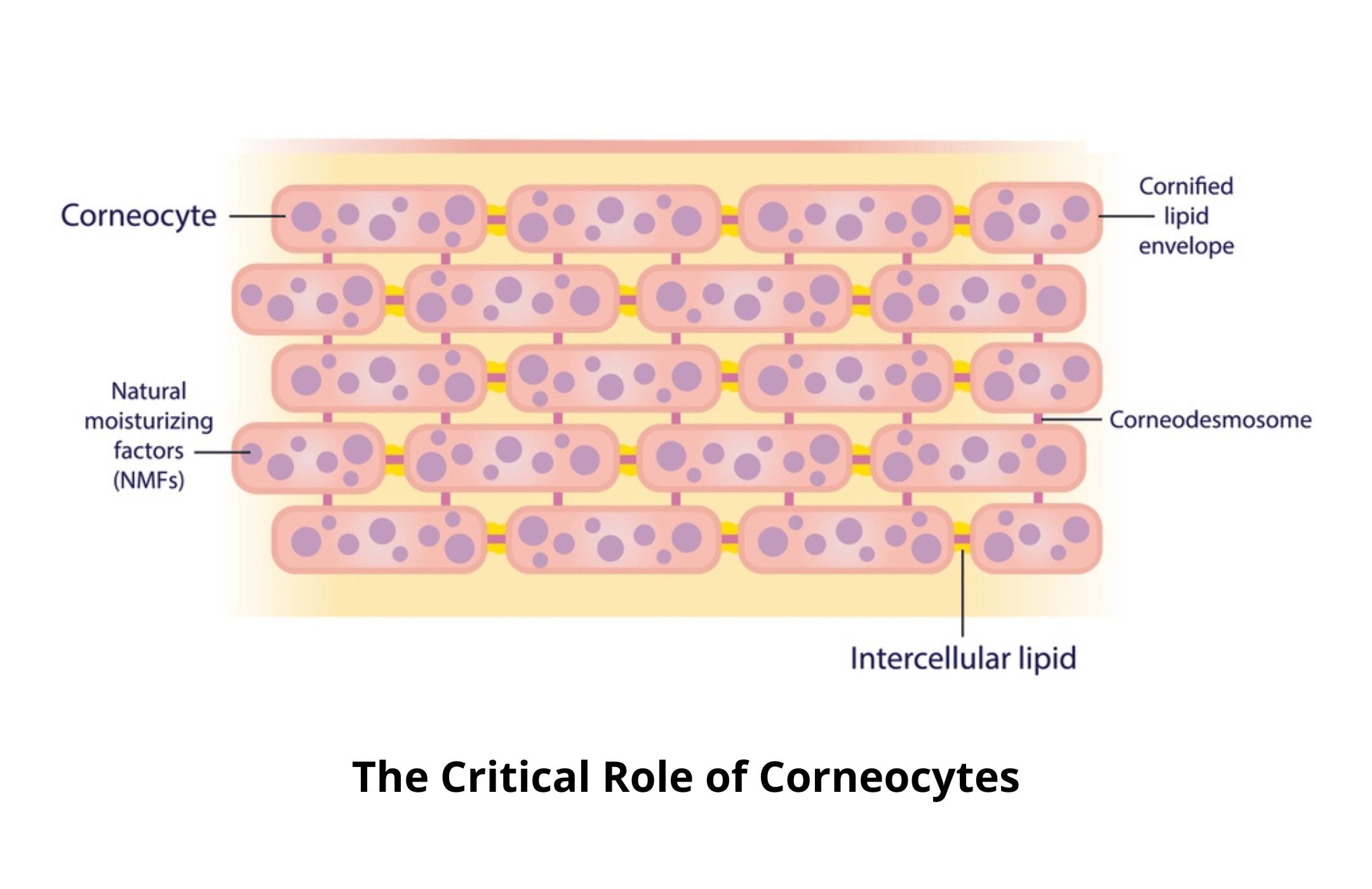 Skin Defense and Hydration: The Critical Role of Corneocytes