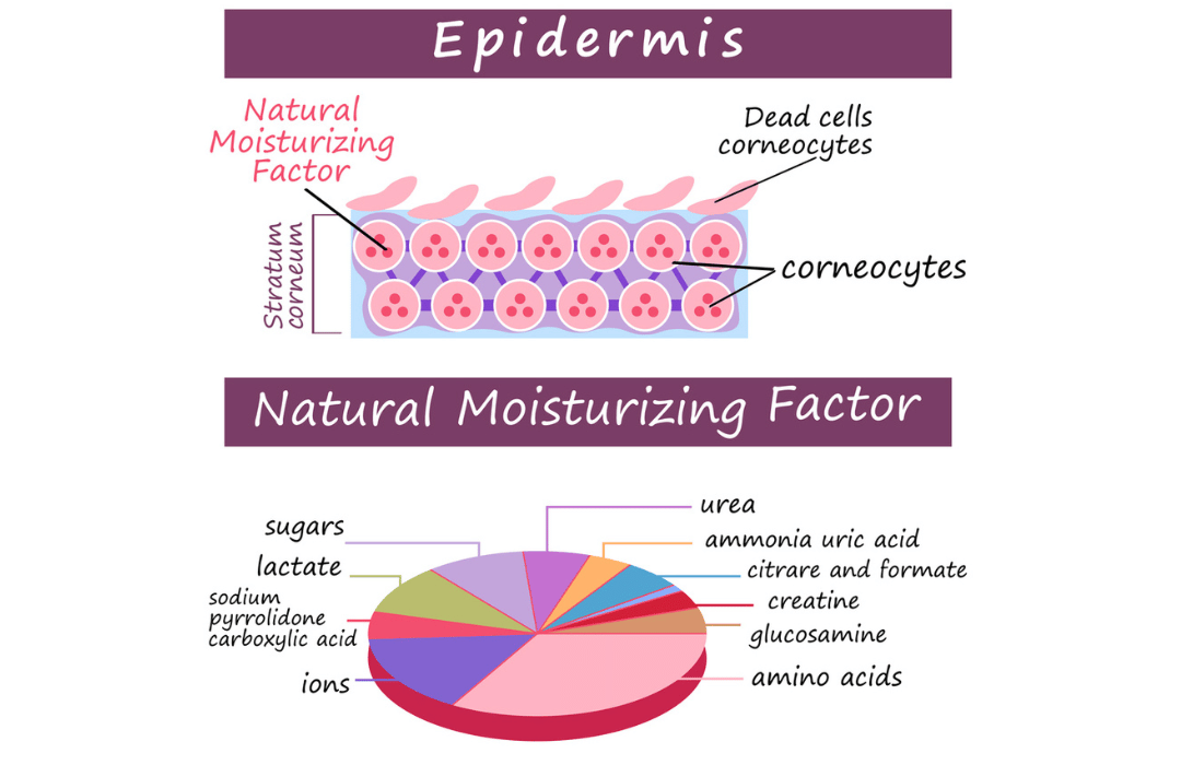 Natural Moisturizing Factor (NMF): Essential for Skin Hydration and Barrier Health